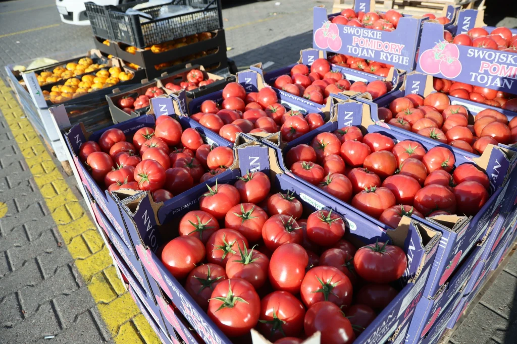 Pomidory gruntowe na koniec września były o ok. 60 proc. tańsze niż rok wcześniej