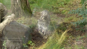 Zauważą je tylko najbardziej wytrwali. Skrywają się w polskim zoo