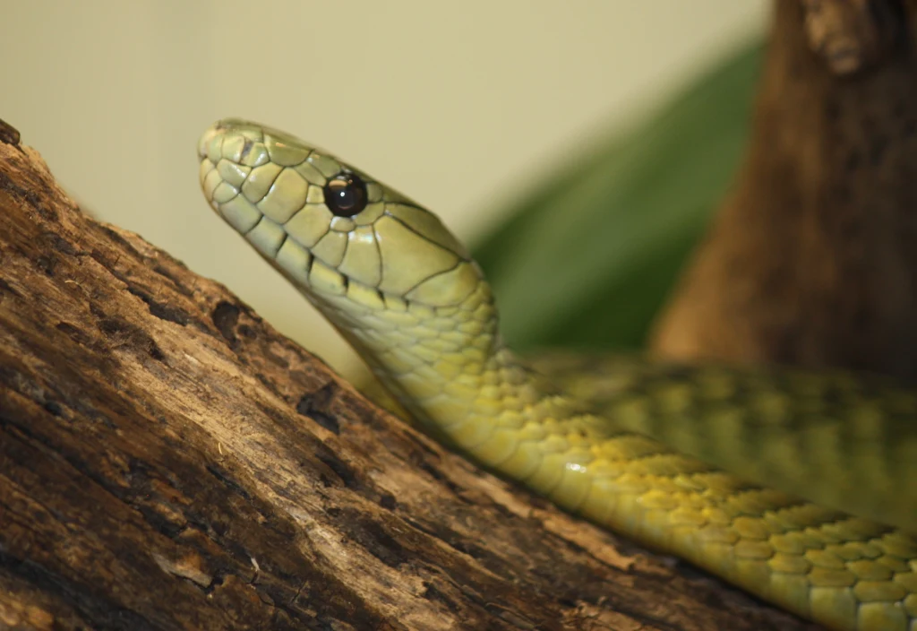 Mamba Jamesona Zielony wąż o łuskowatej strukturze skóry przylegający do kawałka suchego drewna, w tle zamazane liście i gałęzie.