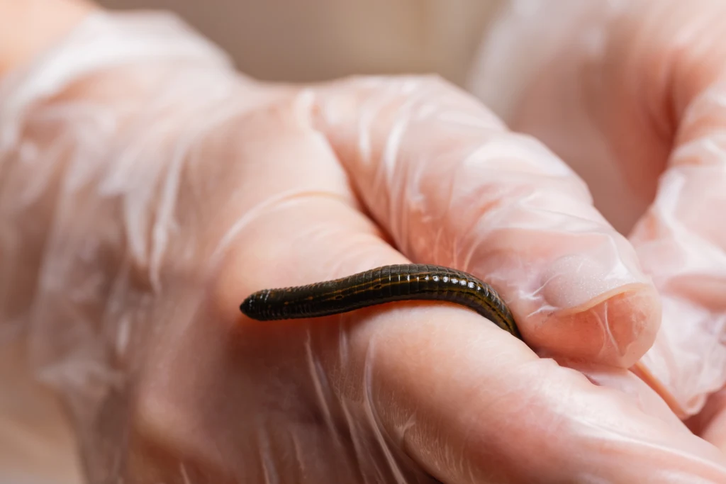Pijawki są wykorzystywane do zabiegów hirudoterapii Pijawki są wykorzystywane do zabiegów hirudoterapii