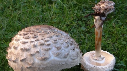 Czubajnik czerwieniejący zazwyczaj zmienia kolor po uszkodzeniu, a jego trzon jest gładki w przeciwieństwie do kani