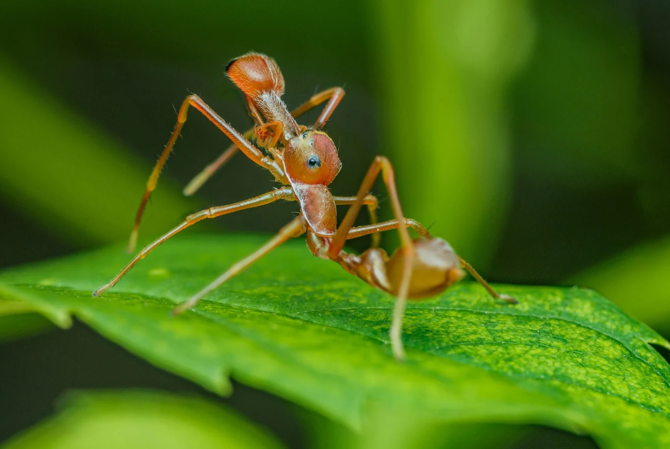 Mrówki zamiast kości słoniowej. Nowy trend w biopiractwie Portret mrówki stojącej na zielonym liściu