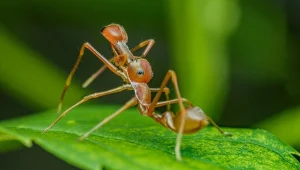 Mrówki jak egzotyczne zwierzęta. Przemytnik skazany na więzienie w Kenii