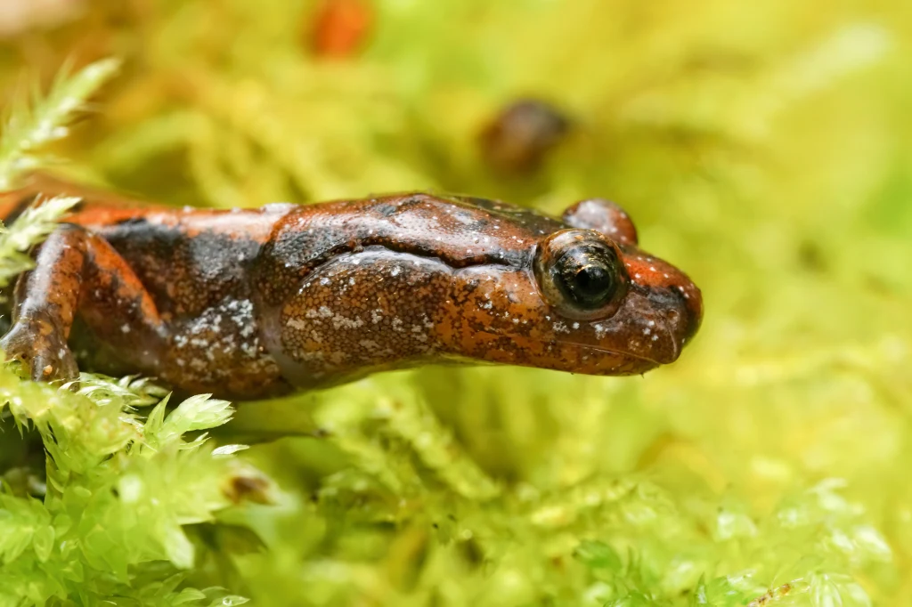 Salamandry bezpłucne żyją na terenach Ameryki Północnej