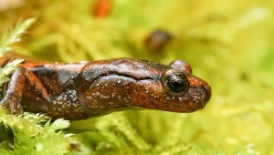 Zwierzęta wpadają w szał i stają się agresywne. Co się dzieje? Już wiemy