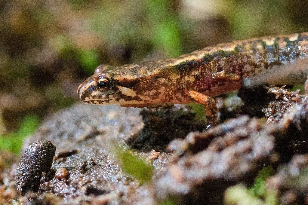 Salamandra o brązowym umaszczeniu z jaśniejszymi paskami przemieszcza się po wilgotnej, ziemistej nawierzchni wśród naturalnej roślinności.