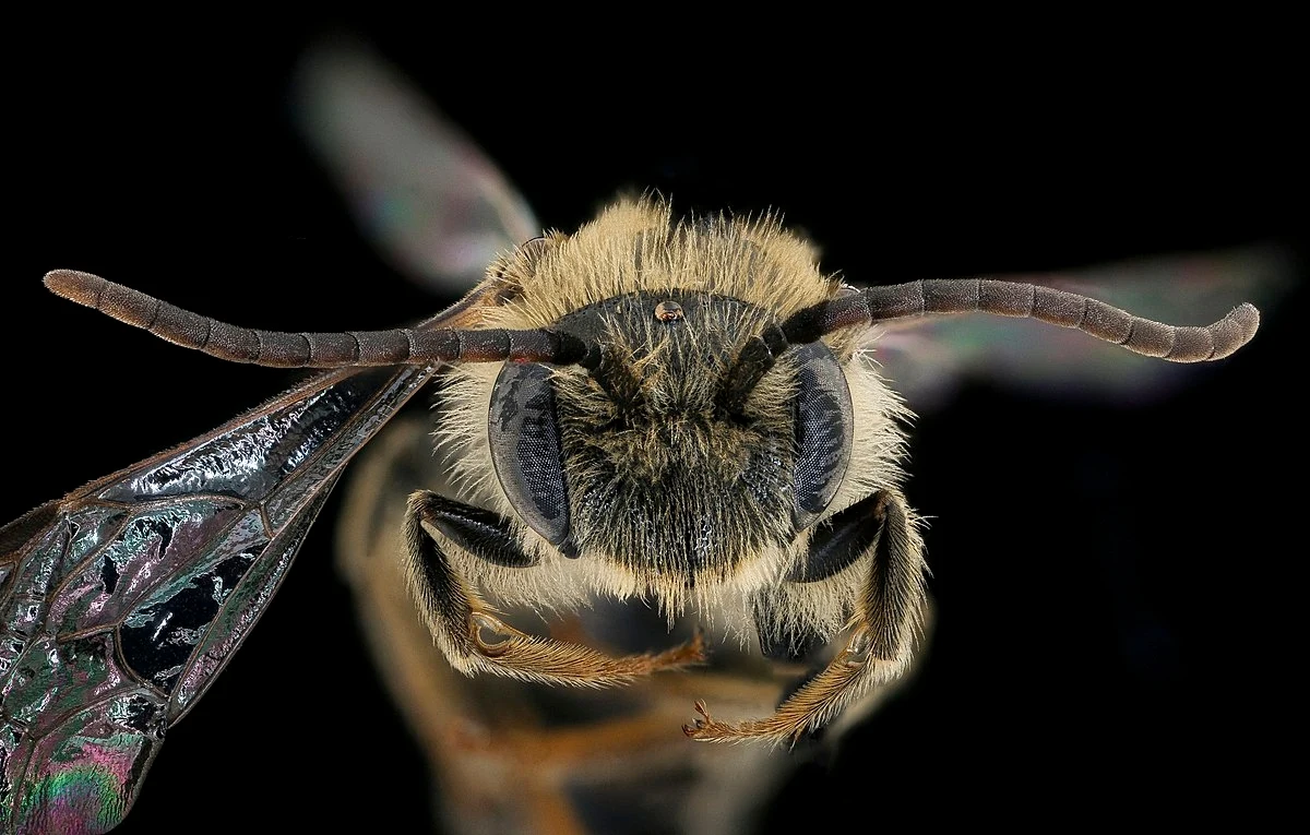 Pszczoła Andrena rehni została odnaleziona po 119 latach nieobecności Makro fotografia pszczoły z wyraźnie widoczną strukturą włosków, czułkami i oczami na ciemnym tle, skrzydło owada lekko rozmazane na pierwszym planie.