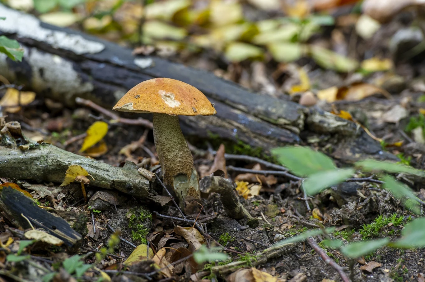 Koźlarz czerwony nie ma trujących sobowtórów.