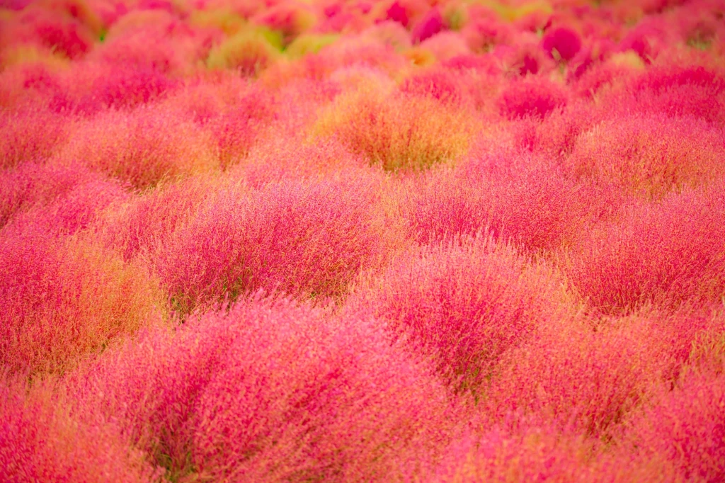 Kochia zachwyca intensywnym kolorem