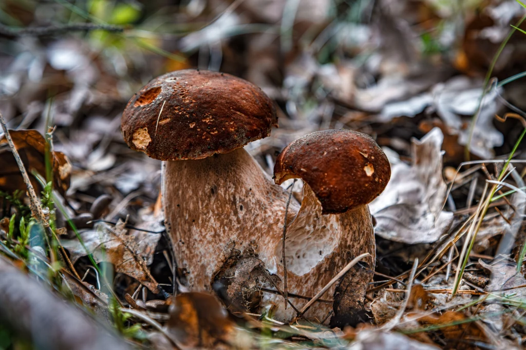 Grzyby z gatunku borowikow Grzyby z gatunku borowikow