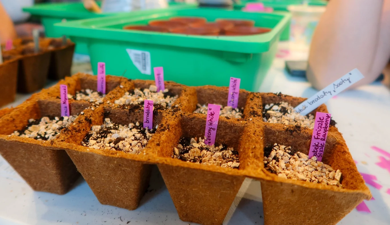 Warszawa w kwiatach Małe doniczki z ziemią i oznaczeniami odmian, przygotowane do wysiewu nasion, widoczne też kolorowe etykiety wskazujące nazwy roślin oraz zielona taca w tle.