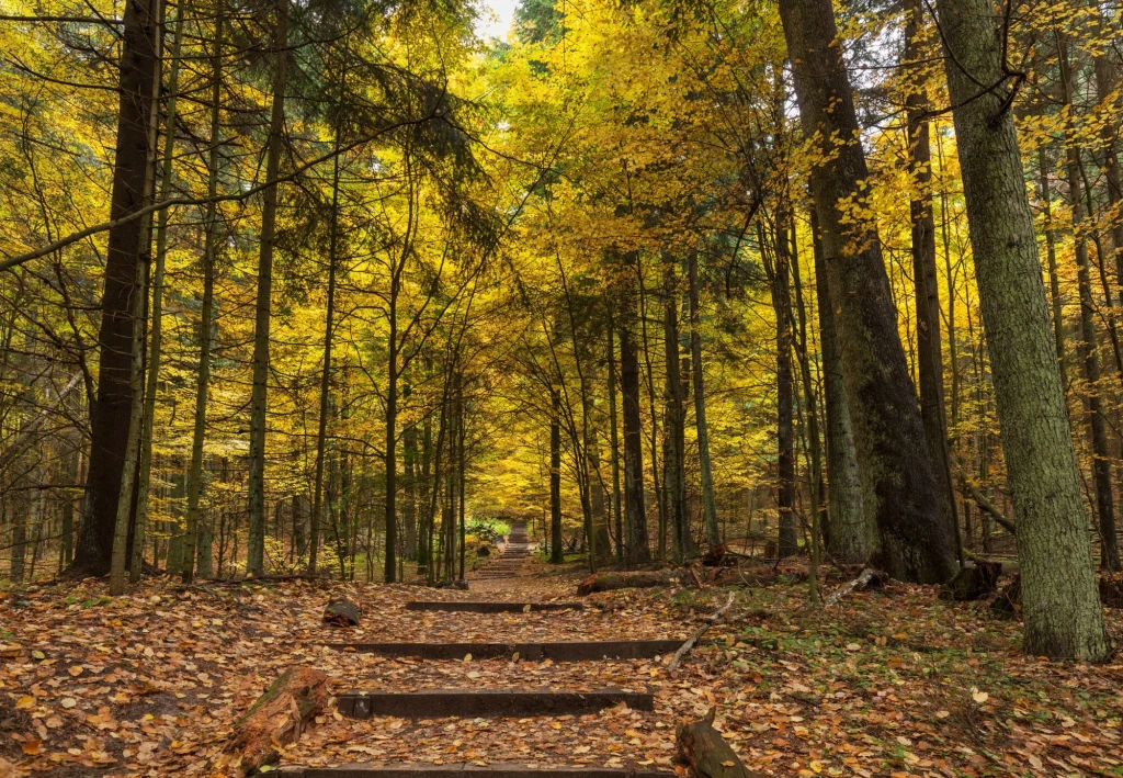 Ścieżka turystyczna na Bukową Górę Leśna ścieżka otoczona wysokimi drzewami o jesiennych, żółtych i brązowych liściach, pokryta warstwą opadłych liści, prowadzi w głąb kolorowego lasu.