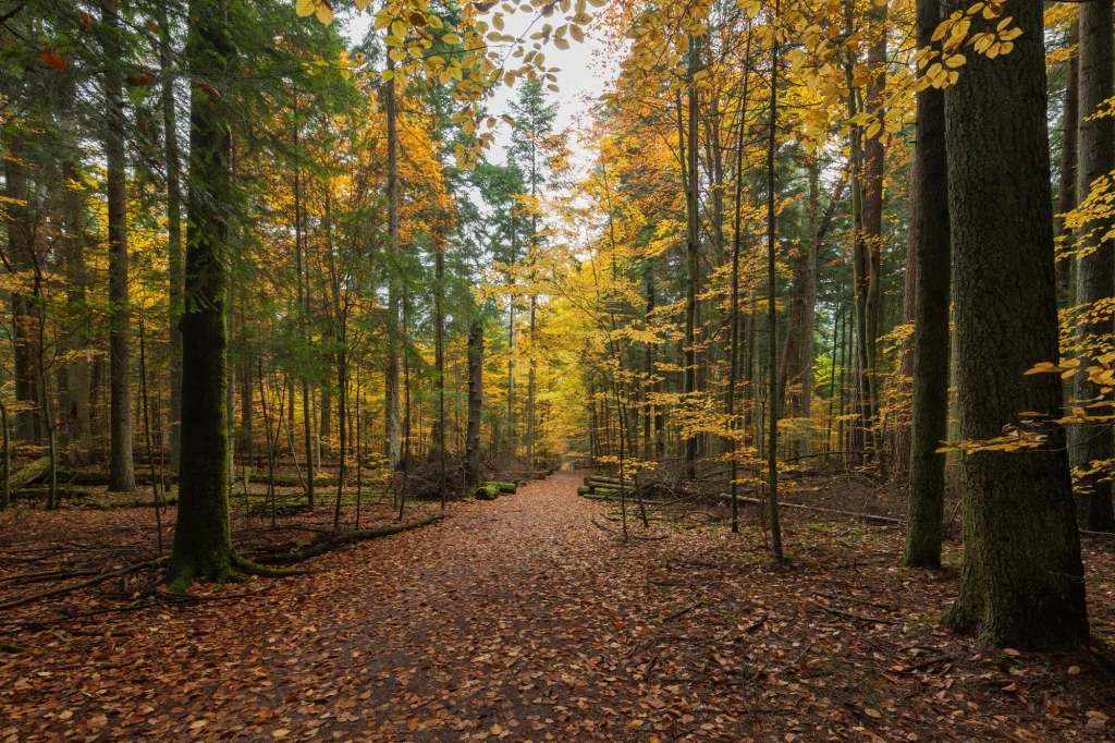 Blisko miasta znajdują się zakątki, w których można przebywać w odosobnieniu Liściasta ścieżka prowadząca przez jesienny las, drzewa ozdobione żółtymi i pomarańczowymi liśćmi, delikatne światło przenika przez gałęzie, tworząc spokojny, naturalny klimat.