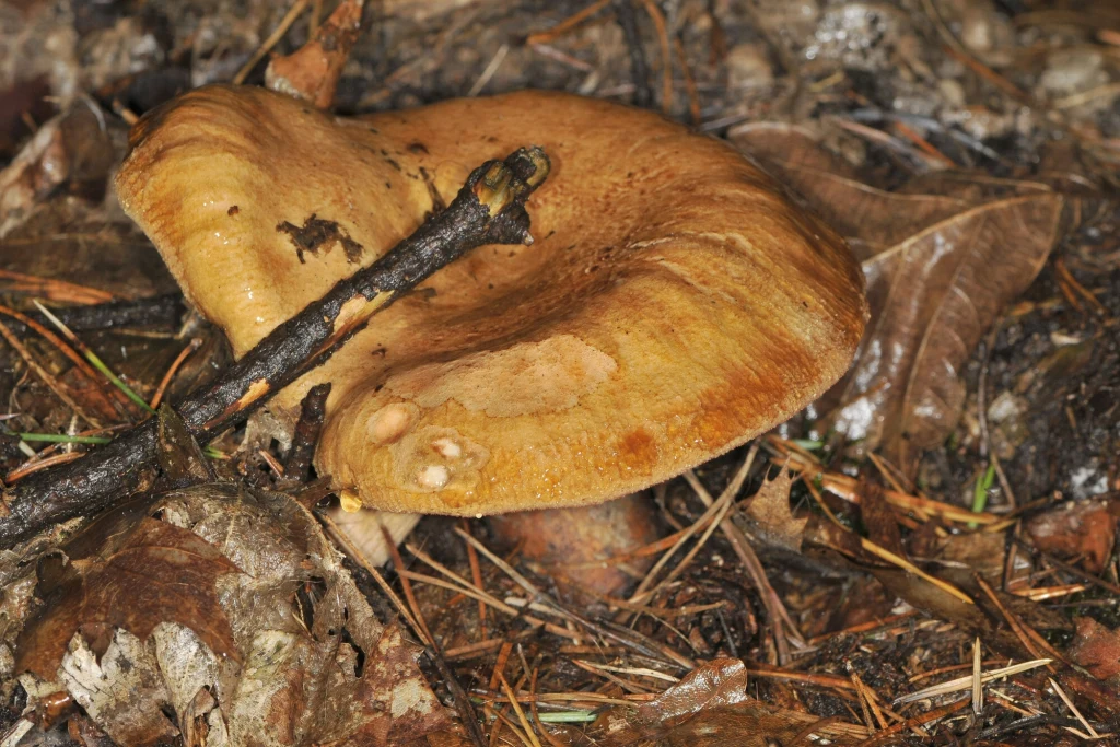 Krowiak podwinięty (olszówka) jest trujący, choć podobny do rydza.