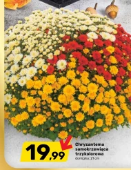 Chryzantema