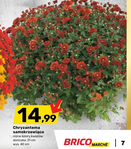 Хризантема