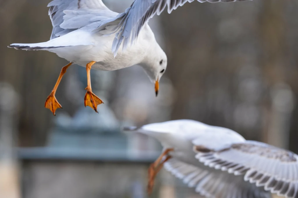 Latające mewy z szeroko rozpostartymi skrzydłami, wyraźnie widoczna pomarańczowa barwa ich nóg oraz szczegóły upierzenia, rozmyte tło wskazuje na plener.