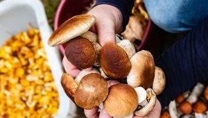 Grzyby rosną w całej Polsce, ale w niektórych miejscach zbiory są szczególnie obfite