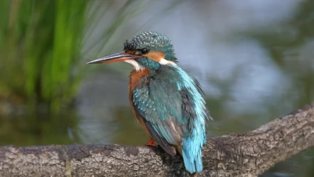 Zimorodek jest wskaźnikiem zdrowia ekosystemów wodnych. Specjaliści mają dobre wiadomości
