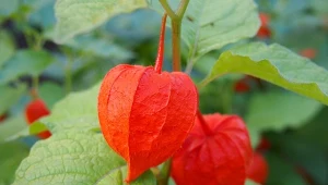 Wyglądają jak lampiony i zdobią ogród przez cały rok. Ładniejsze od chryzantem