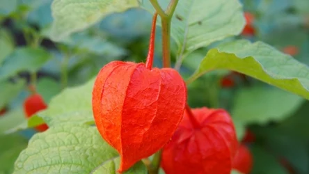 Czerwone lampiony physalis na tle zielonych liści, ostre i wyraźne szczegóły faktury liści oraz rośliny.