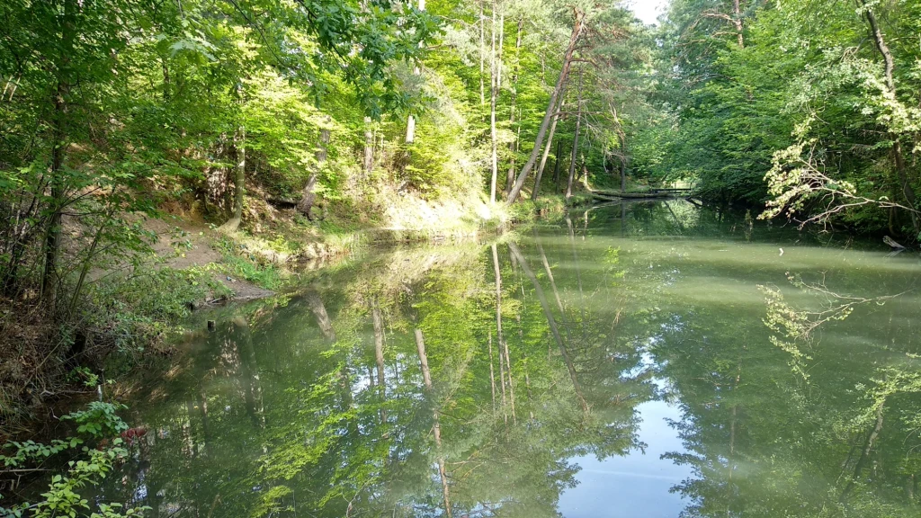 Zaciszny leśny staw otoczony drzewami, których korony odbijają się w spokojnej tafli wody, promienie słońca przebijają się przez liście, tworząc jasnozielone refleksy na brzegach i powierzchni wody