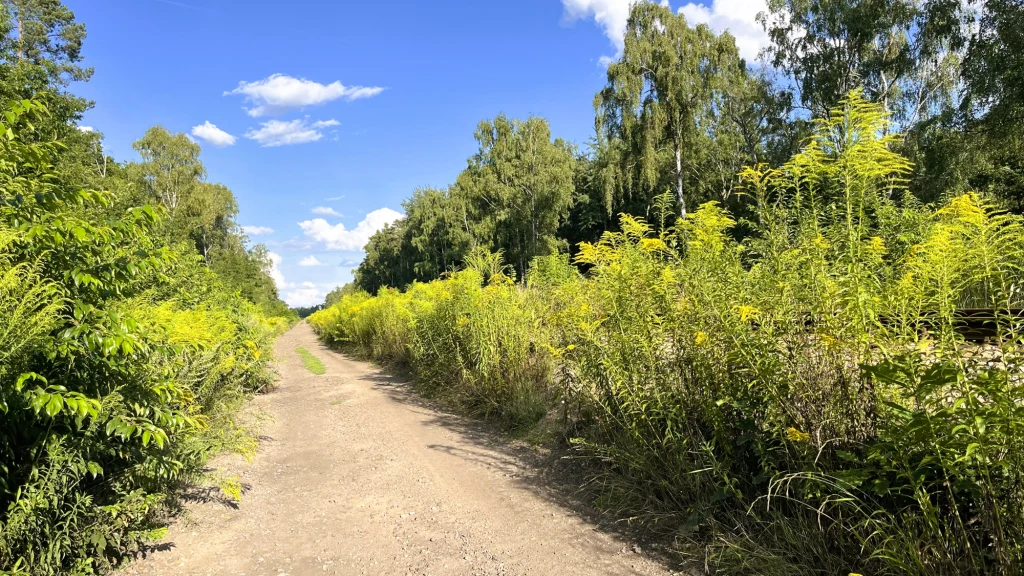 Piaszczysta leśna droga otoczona bujną zieloną roślinnością i wysokimi trawami, w tle drzewa liściaste i błękitne niebo z niewielką ilością chmur