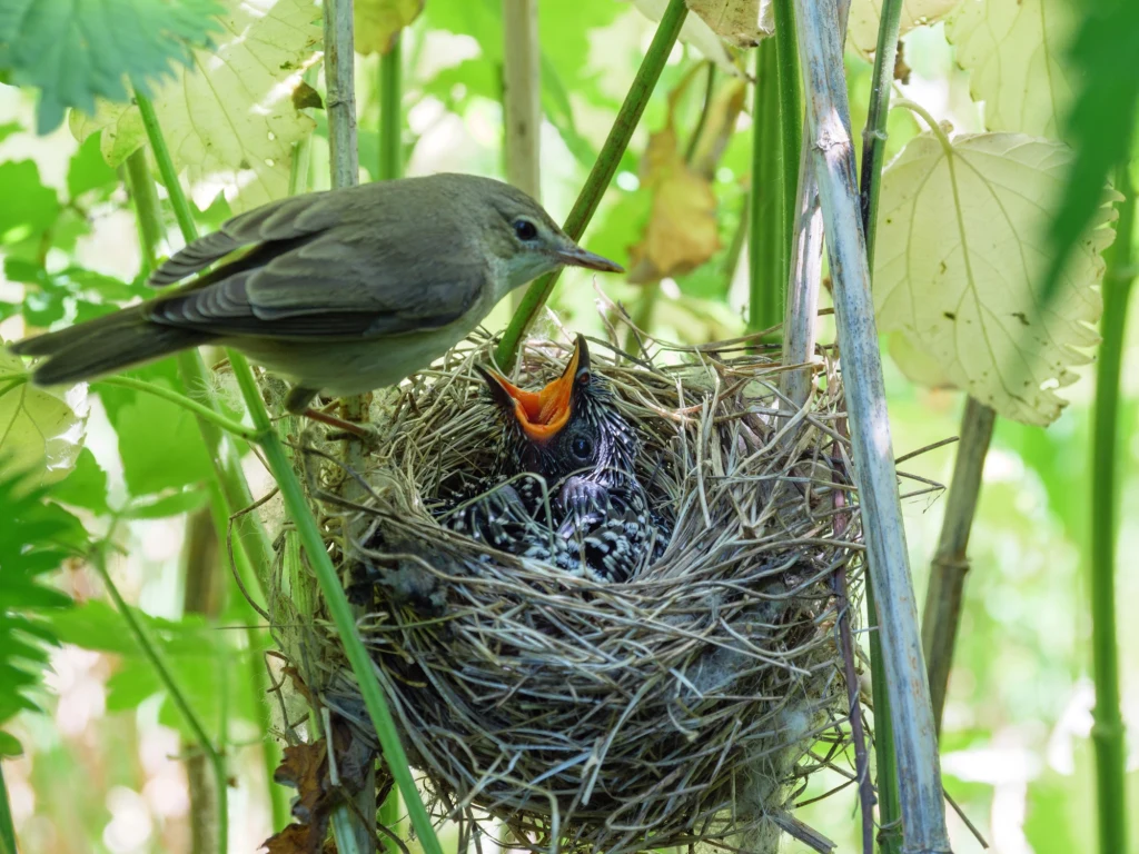 Ptak dokarmiający młodego pisklęta siedzącego w gnieździe pośród zielonych liści i gałęzi