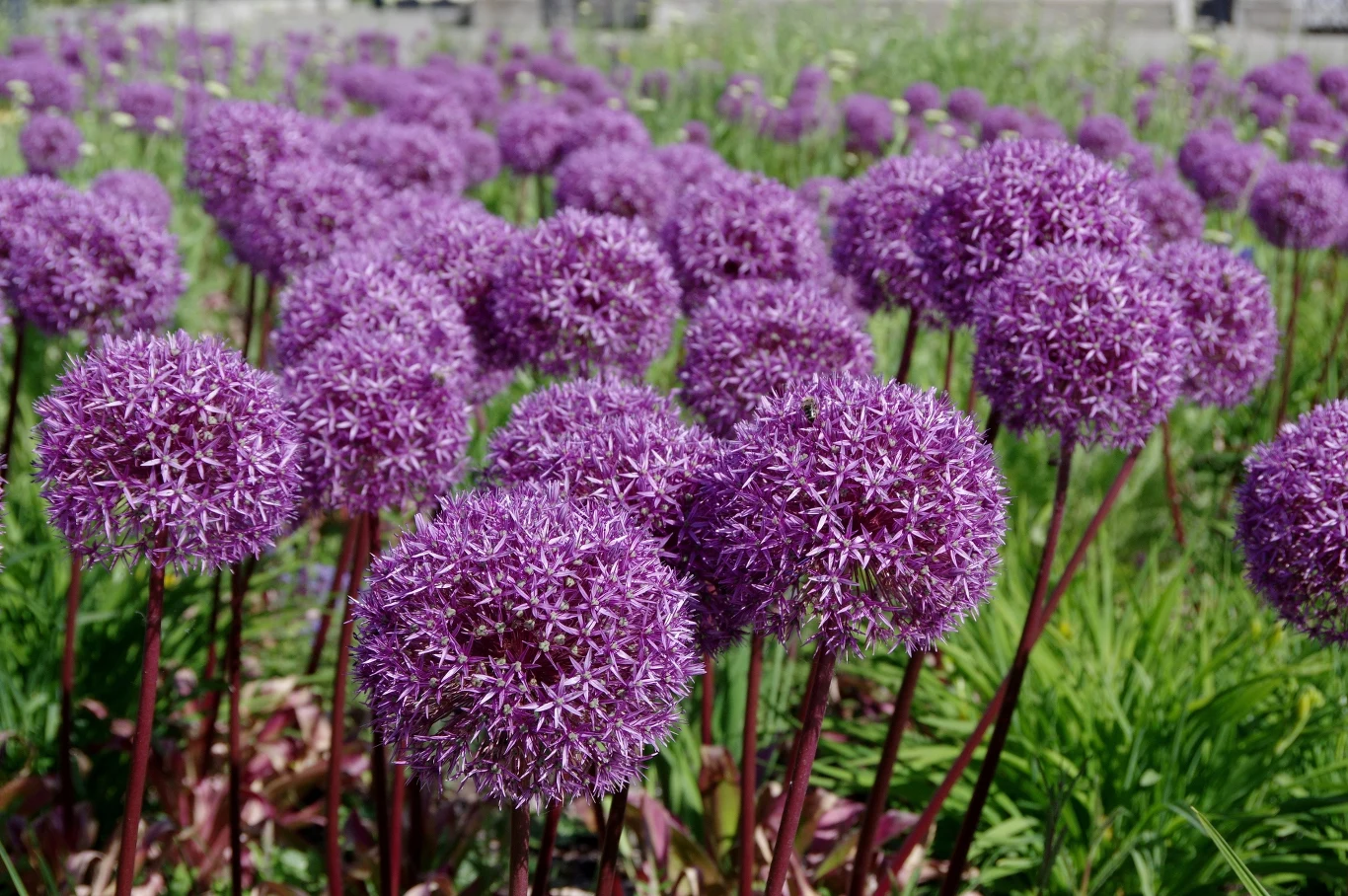 Posadź teraz w swoim ogrodzie, a wiosną będzie zachwycać pięknem