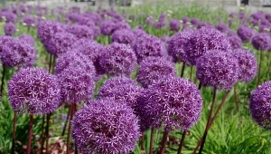 Posadź w ogrodzie właśnie teraz. Wiosną sąsiedzi oniemieją z zazdrości 