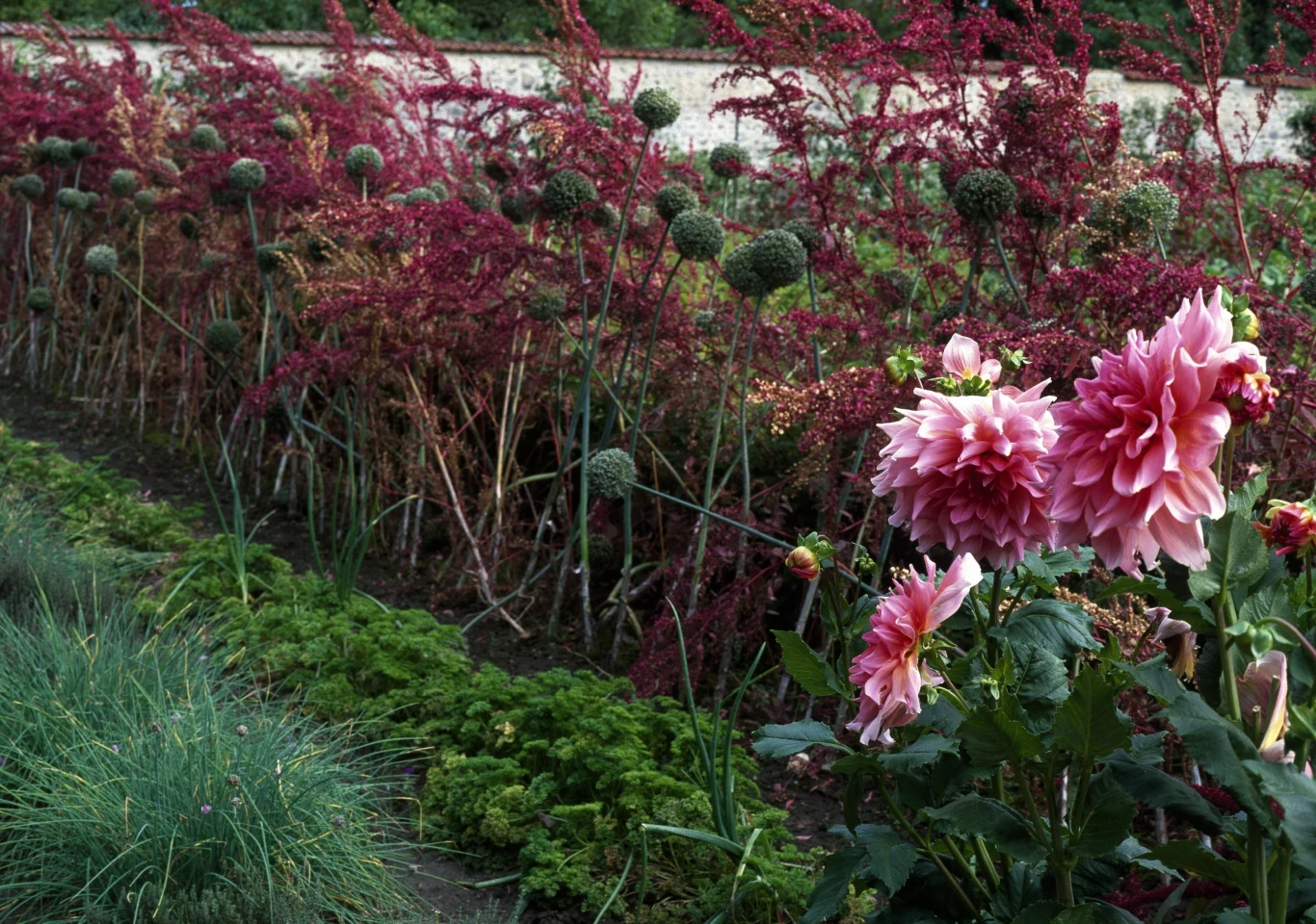 Czosnek ozdobny zachwyca swoim kształtem oraz kolorami. Tworzy z innymi kwiatami wyjątkowe kompozycje w ogrodzie 