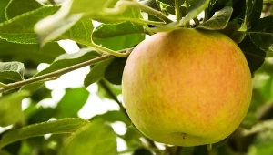Odwieczny spór sąsiedzki. Do kogo należą owoce?