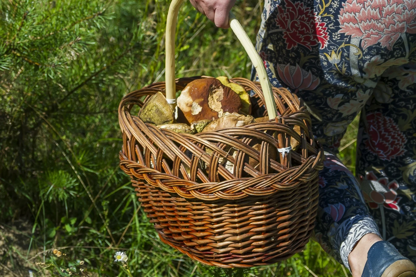 Mnóstwo grzybów rzut beretem od Trójmiasta. Tu jeżdżą doświadczeni grzybiarze Kosz pełen świeżo zebranych kurek i borowików w lesie niedaleko Trójmiasta. Pomorskie lasy przyciągają grzybiarzy.