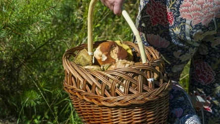 Mnóstwo grzybów rzut beretem od Trójmiasta. Tu jeżdżą doświadczeni grzybiarze