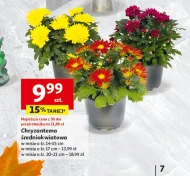 Chryzantema