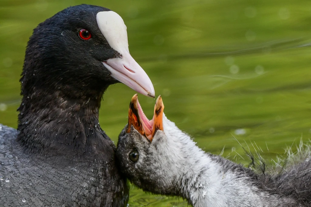 Od 2 stycznia 2026 r. myśliwi nie będą mogli polować na jarząbki, głowienki, czernice, słonki i łyski (na zdjęciu łyska)