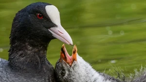Zakaz polowań na kilka gatunków ptaków. To nie oznacza końca problemu