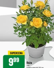 Роза