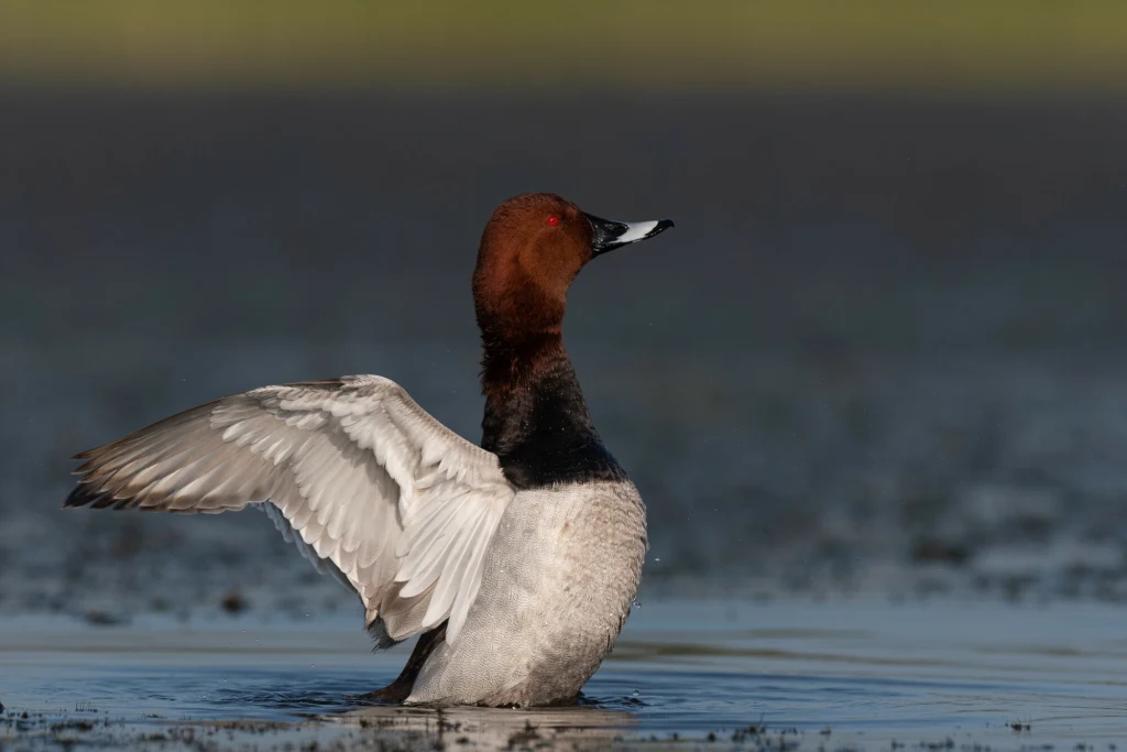 Samiec czernicy z rozłożonym skrzydłem stoi w płytkiej wodzie, jego upierzenie charakteryzuje się kasztanową głową, czarną szyją i piersią oraz jasnoszarym brzuchem, otoczenie stanowi spokojna tafla wody i rozmyte tło.