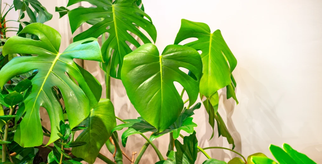 Zielone, szerokie liście monstery z charakterystycznymi dziurami, intensywnie oświetlone na tle jasnej, jednolitej ściany.