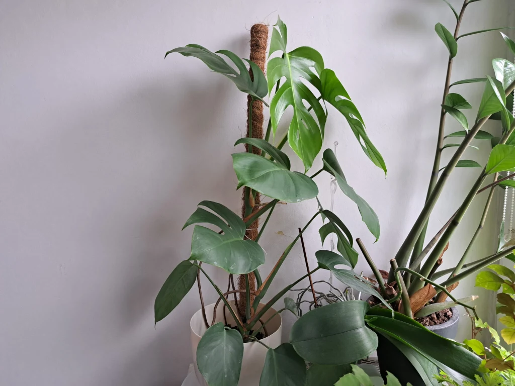 Kilka doniczkowych roślin liściastych ustawionych przy białej ścianie w pomieszczeniu, wśród których dominuje monstera pnąca się po podporze.