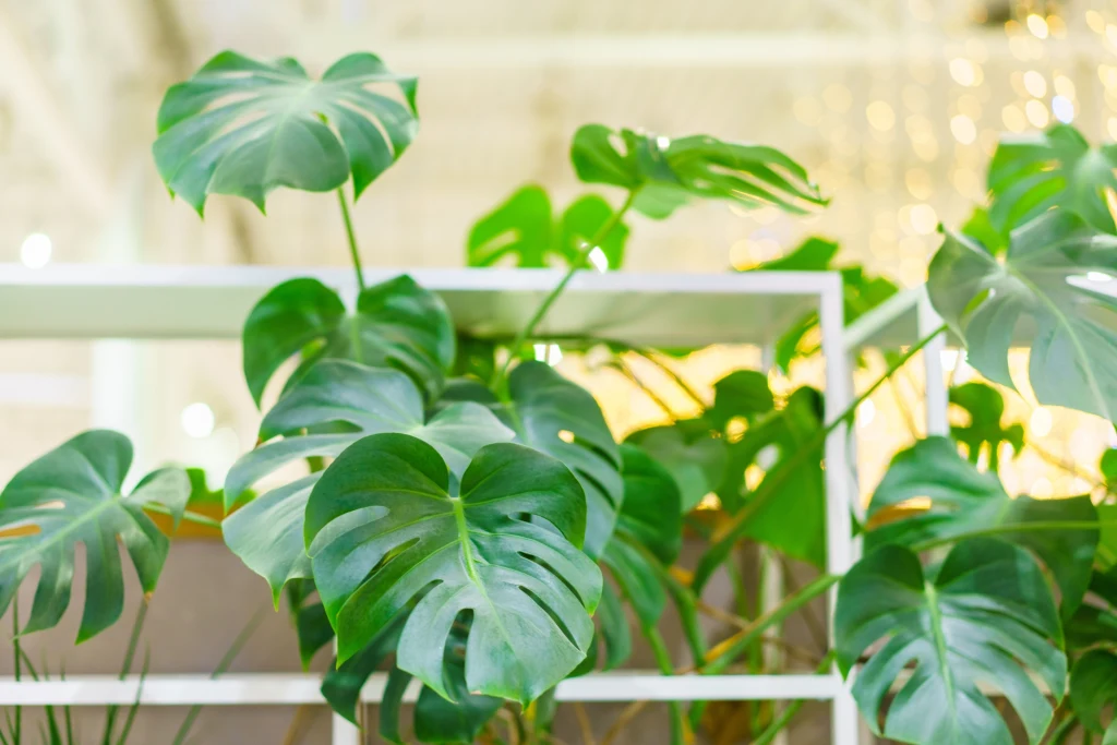 Jak zagęścić monsterę? Do tego potrzebne są dwa zabiegi