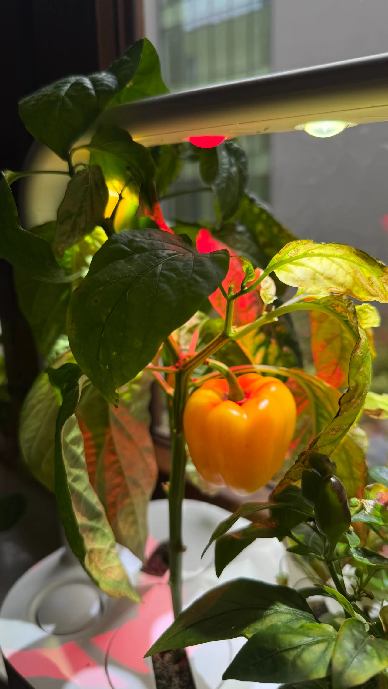 Dojrzewająca żółta papryka na zielonej roślinie w doniczce, oświetlana sztucznym światłem, z widocznymi liśćmi o różnych odcieniach zieleni i żółci, ustawiona przy oknie