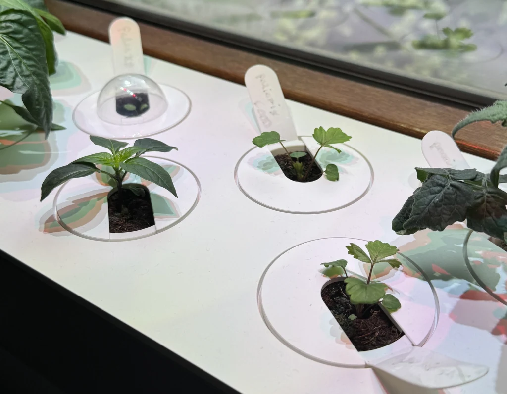 Małe sadzonki roślin umieszczone w okrągłych otworach w białej powierzchni, częściowo przykryte przezroczystą kopułką ochronną, każda oznaczona białym identyfikatorem.