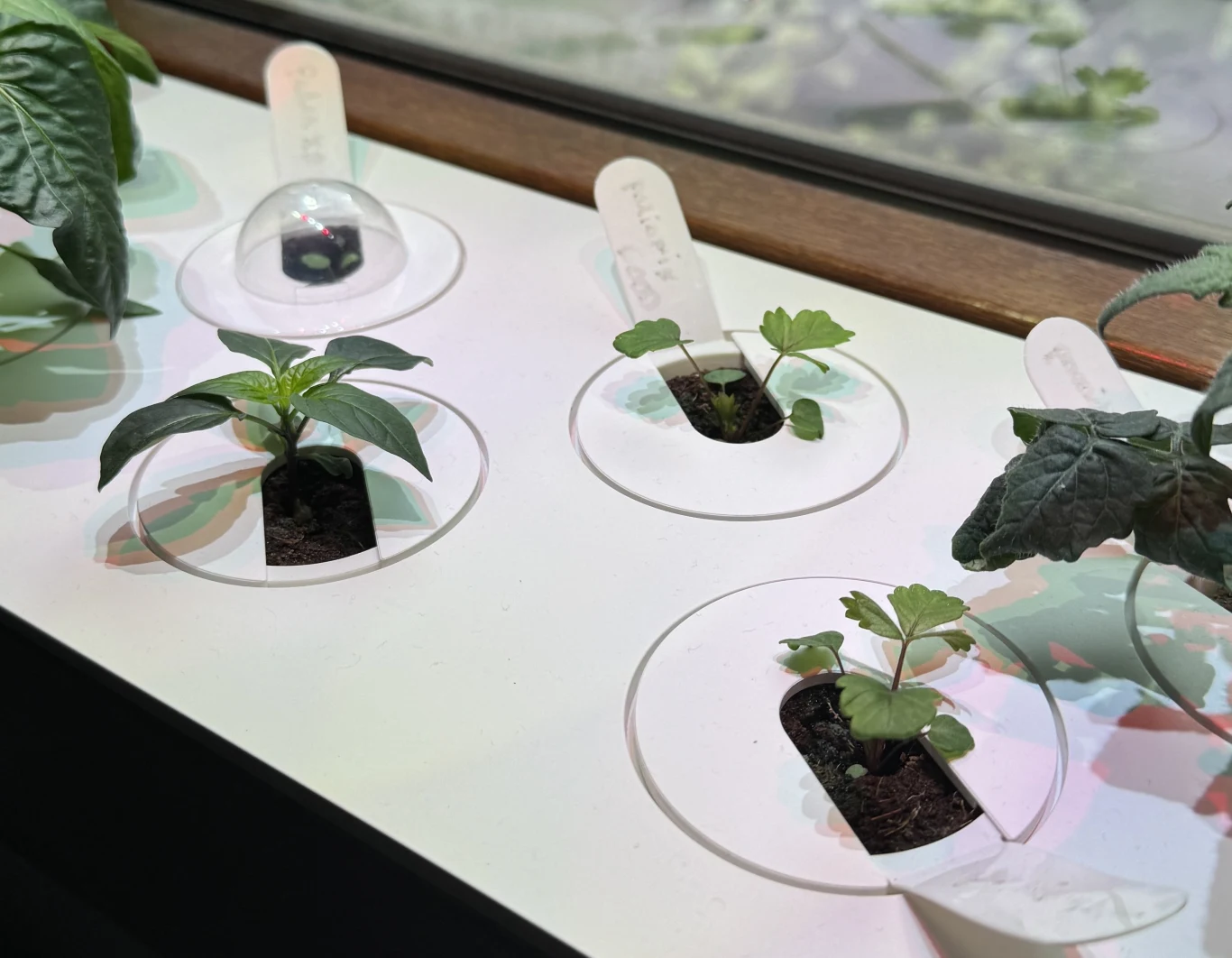 Małe sadzonki roślin umieszczone w okrągłych otworach w białej powierzchni, częściowo przykryte przezroczystą kopułką ochronną, każda oznaczona białym identyfikatorem.
