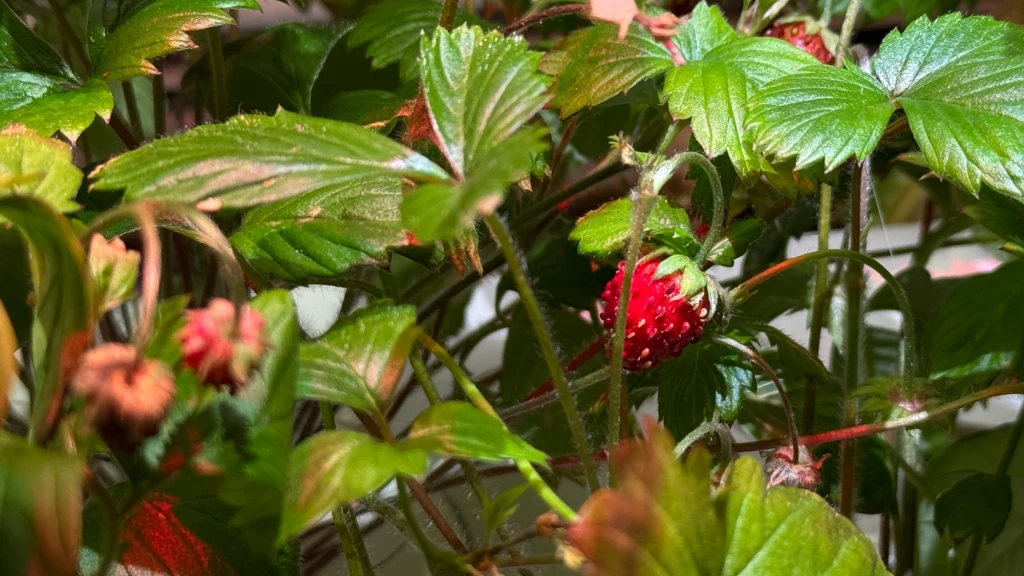 Soczysta czerwona poziomka otoczona zielonymi liśćmi rośliny, w tle widać jeszcze kilka innych owoców oraz delikatne łodygi.