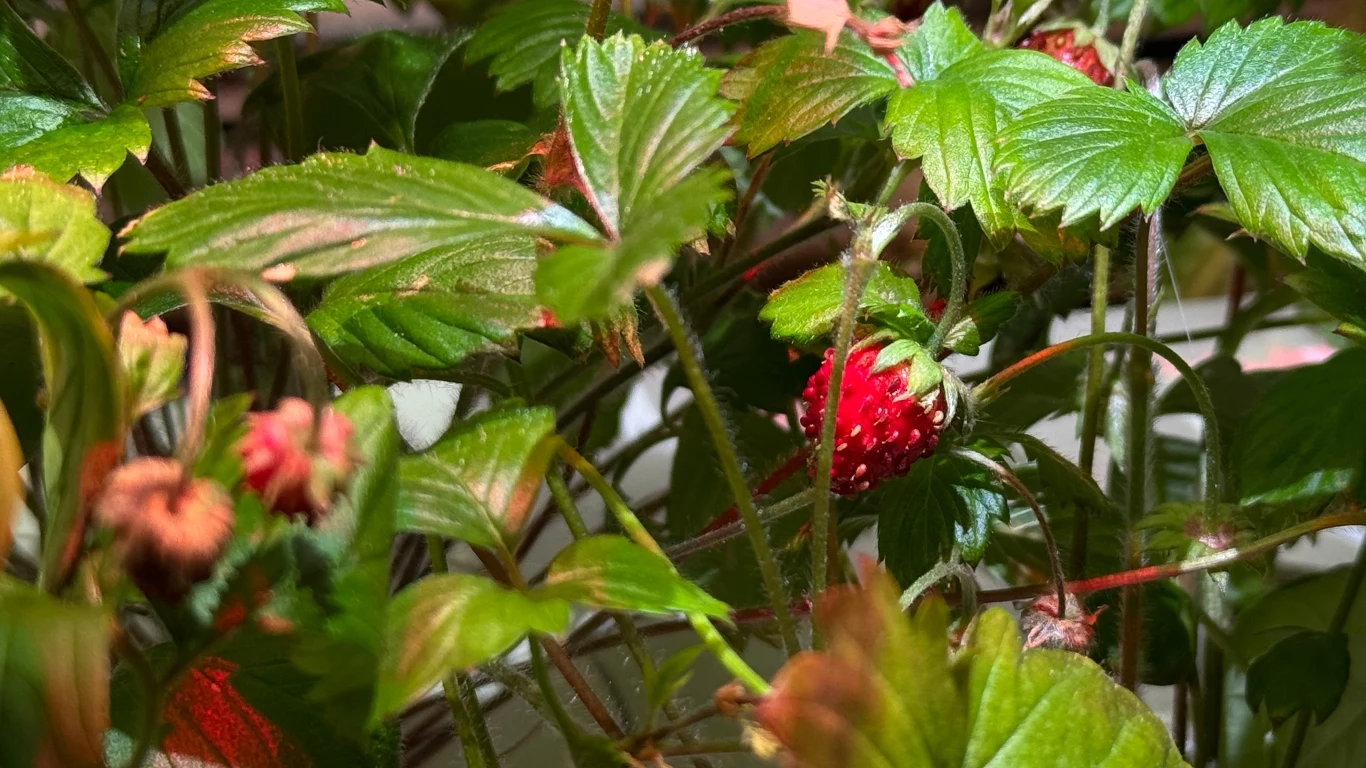 Soczysta czerwona poziomka otoczona zielonymi liśćmi rośliny, w tle widać jeszcze kilka innych owoców oraz delikatne łodygi.