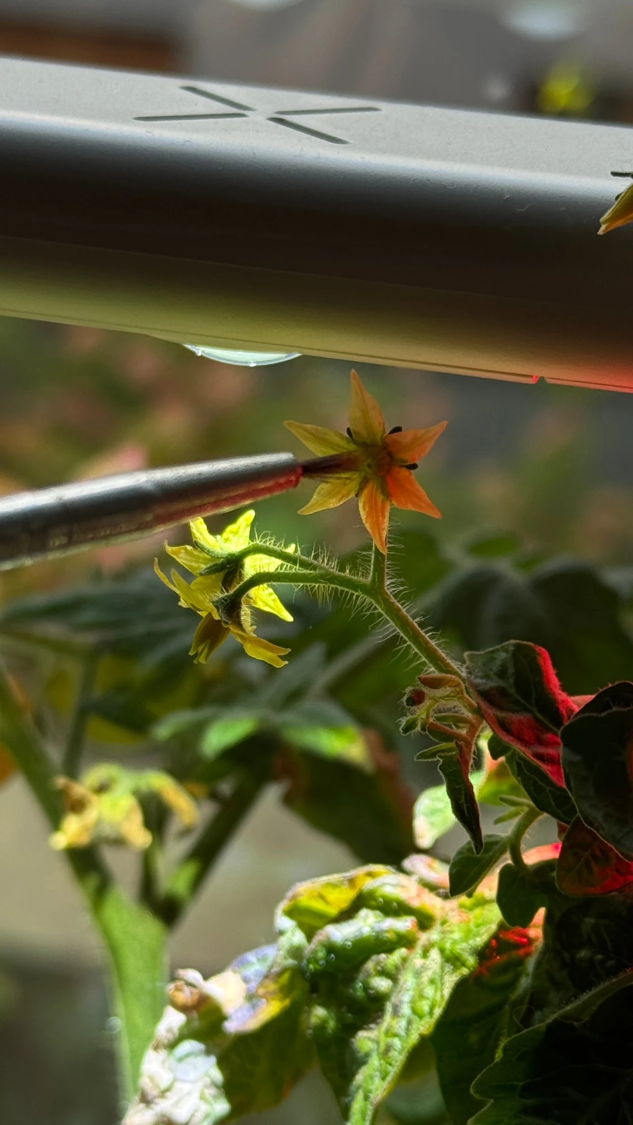 Żółty kwiat pomidora oświetlony sztucznym światłem, do którego zbliżono metalową pincetę. W tle widoczne są liście rośliny oraz fragmenty oświetlenia ogrodowego.