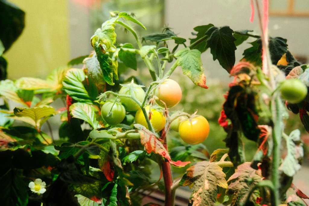 Gałązki krzaka pomidora z kilkoma dojrzewającymi owocami o różnych odcieniach zieleni i żółci pośród bujnych liści, tło rozmyte, delikatne światło wpadające z boku.