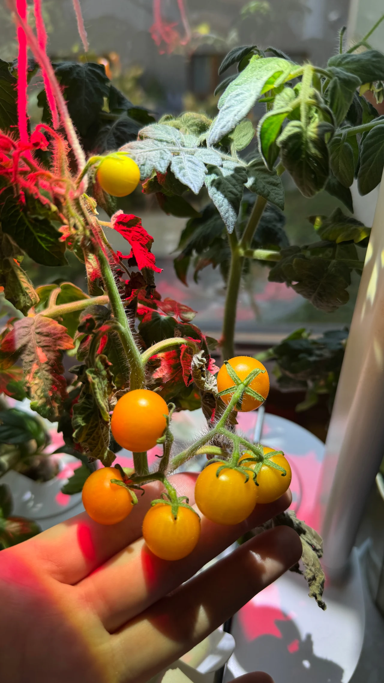 Żółte pomidorki koktajlowe dojrzewające na krzaku, trzymane w dłoni, z jasnozielonymi liśćmi i łodygami, oświetlone czerwonym i naturalnym światłem.